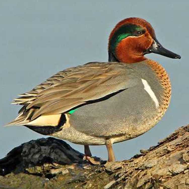 Avian flu virus detected in wild ducks on Georgia coast